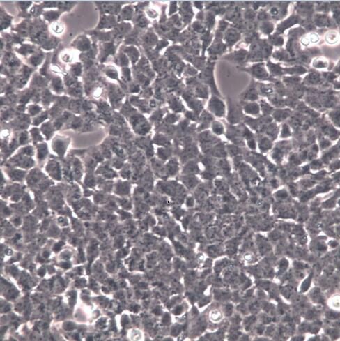 MCF-7/ADR 细胞株、MCF-7/ADR 细胞、MCF-7/ADR 乳腺癌阿霉素耐药细胞株