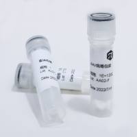 （试用）活体成像AAV
