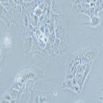 人非小细胞肺癌细胞NCI-H2228