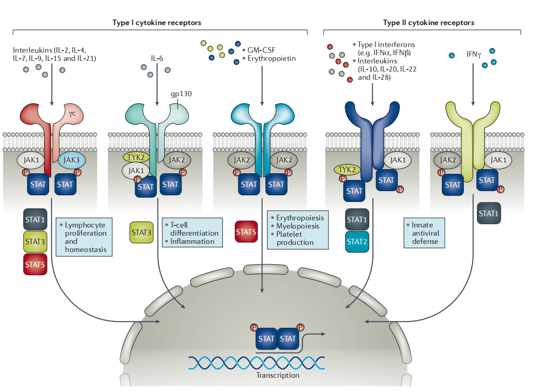 JAK-STAT信号通路