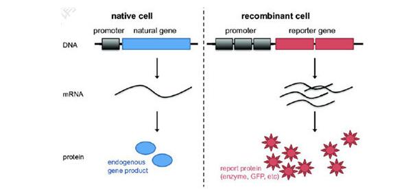 荧光标记菌株原理与技术流程指导