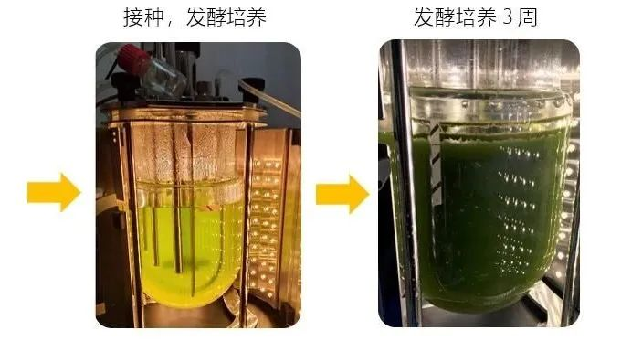 生物燃料研究的理想选择——光照发酵罐