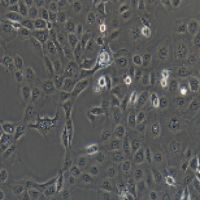NCI-H1650 人非小细胞肺癌细胞