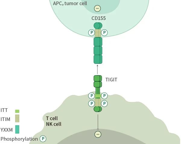 免疫检查点争夺战：TIGIT能否超越PD-1？