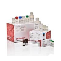 赛默飞Invitrogen 88-19000-99 ViewRNA Cell Plus Assay Kit