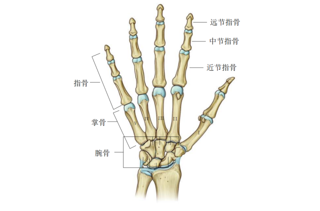 手部骨关节示意图.png