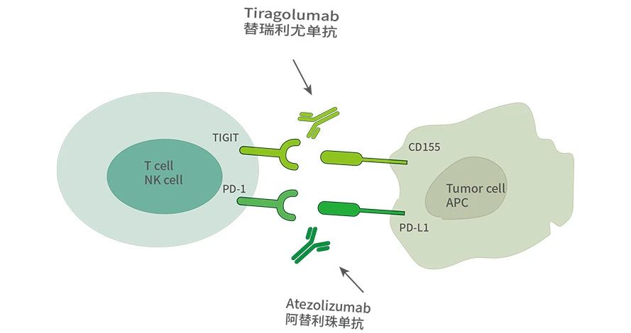 免疫检查点争夺战：TIGIT能否超越PD-1？