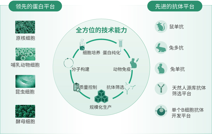 重组小鼠 CTLA-4 蛋白 (His & AVI 标签),