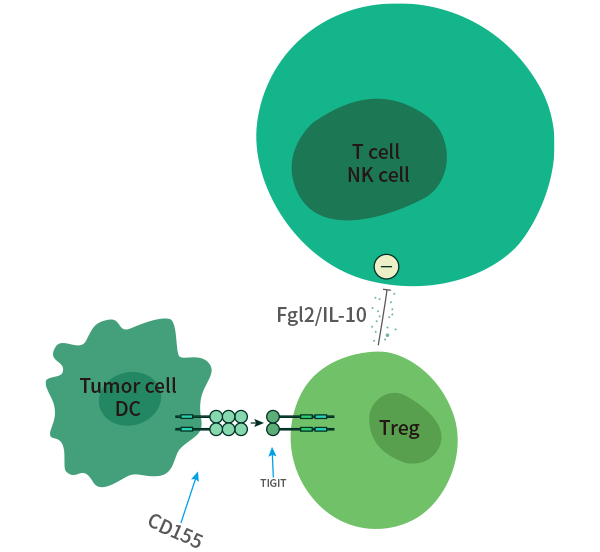免疫检查点争夺战：TIGIT能否超越PD-1？