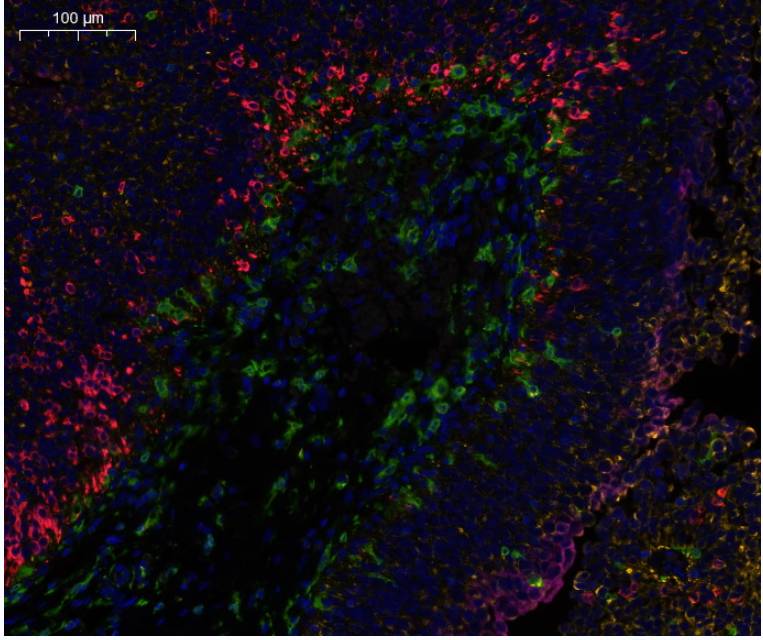 古朵技术：四色多重荧光免疫组化染色试剂盒(鼠兔通用二抗)