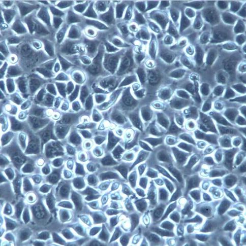 3D4/21细胞株、3D4/21细胞、3D4/21猪肺泡巨噬细胞