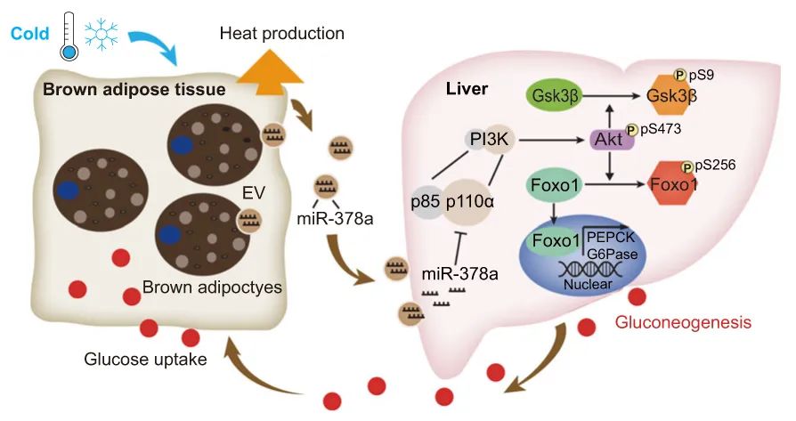 miRNA研究进展盘点丨20230911期
