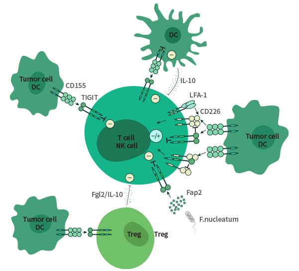 免疫检查点争夺战：TIGIT能否超越PD-1？