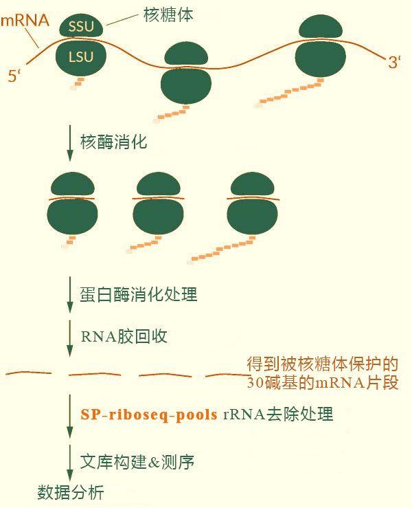 人/小鼠/大鼠Ribo-seq rRNA去除试剂盒