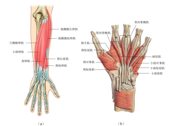 前臂肌与手肌.png