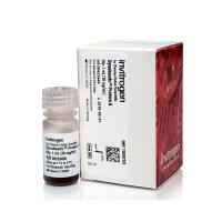 赛默飞Invitrogen10001D Dynabeads™ Protein A for Immunoprecipitation/Dynabeads免疫沉淀蛋白A