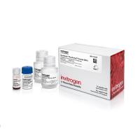 赛默飞Invitrogen 11367D Dynabeads™ FlowComp™ 人 CD14 试剂盒