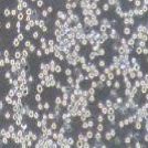 人结肠癌细胞_Colo205