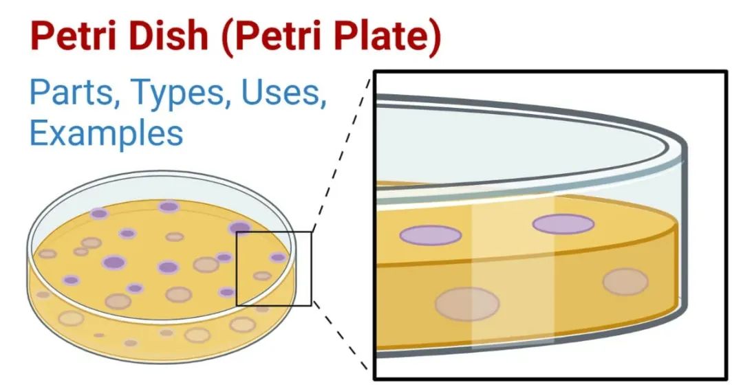 培养皿：定义、组成、类型、用途、示例