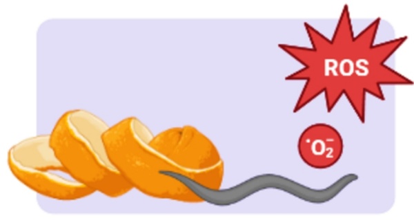 WMicrotracker小动物活力分析仪-秀丽虫篇 （四） 抗氧化剂研究应用