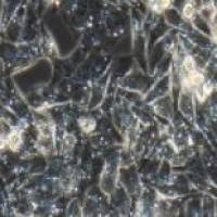 GES-1人胃粘膜细胞