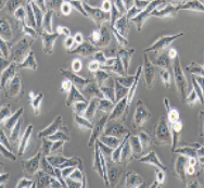 MGC-803;胃腺癌细胞