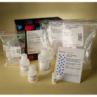 Thermo Scientific21115Pierce Biotinylated Protein Interaction Pull-Down Kit/生物素化蛋白互作沉降试剂盒