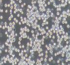 人结肠癌细胞_Colo205