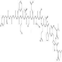 γ-Endorphin (human)   CAS号：60893-02-9