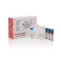 赛默飞Invitrogen19932 ViewRNA Tissue Assay Blue Module