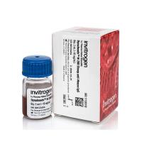 赛默飞Invitrogen11201D Dynabeads™ M-280 Sheep Anti-Mouse IgG/Dynabeads™M-280羊抗小鼠IgG