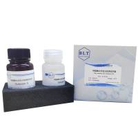 超敏型化学发光检测试剂盒ECL发光液