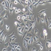 MGC-803人胃癌细胞