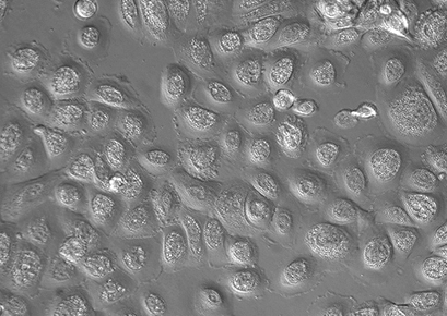 IBIDI易必迪DIC耗材专用盖（现货）