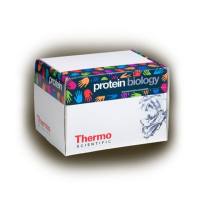 Thermo Scientific35040Pierce 10X Western Blot Transfer Buffer, Methanol-free转移缓冲液，无甲醇