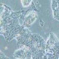 NCI-H508 人盲肠癌细胞