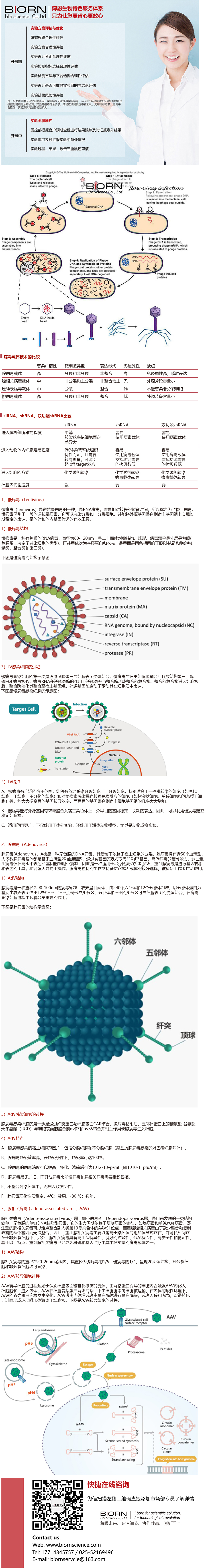 慢病毒/腺病毒/腺相关病毒转染
