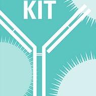线粒体自噬检测试剂盒 Mitophagy Detection Kit
