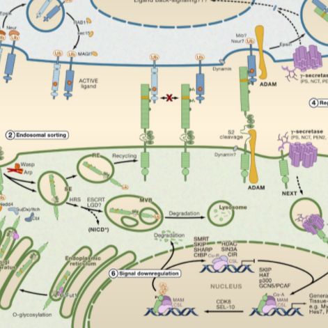 分子机制研究