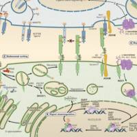 分子机制实验整体解决方案
