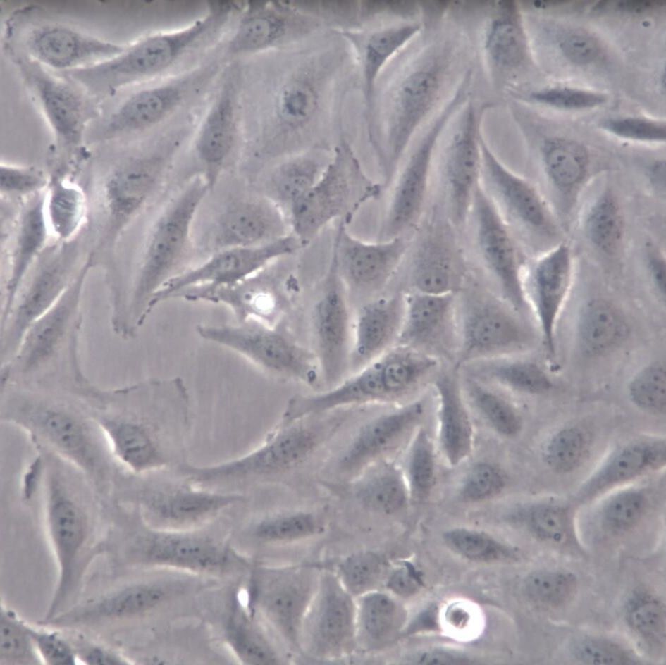 J82、J82细胞系、J82细胞株、J82人膀胱癌细胞STR