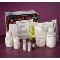 Thermo Scientific87790Subcellular Protein Fractionation Kit for Tissues/组织的亚细胞蛋白分离试剂盒