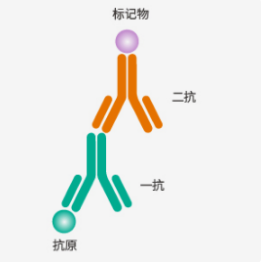 一抗、二抗的选择原理