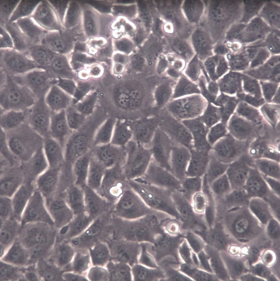 GC-1 spg、GC-1 spg细胞系、GC-1 spg细胞株、GC-1 spg小鼠精原细胞系
