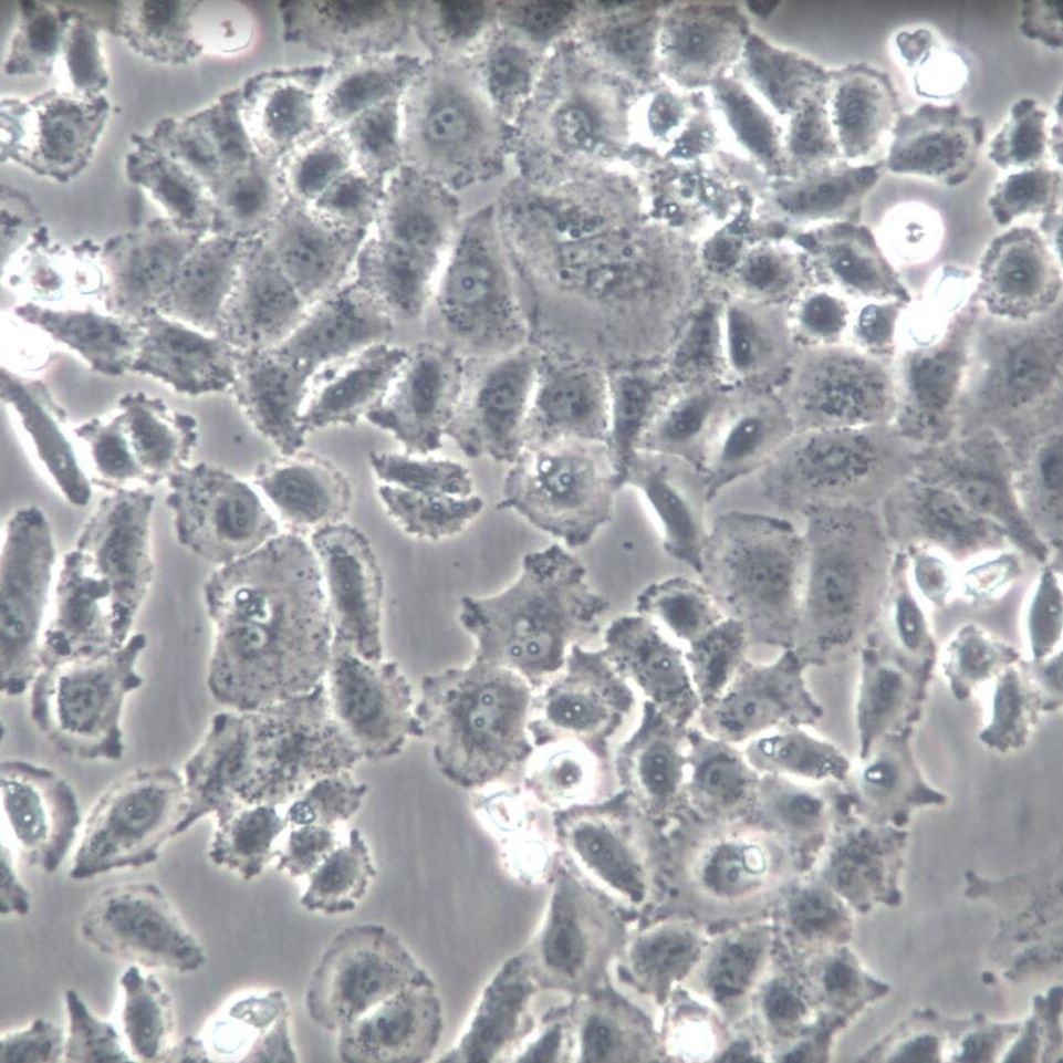 NCI-H838、NCI-H838细胞系、NCI-H838细胞株、NCI-H838人非小细胞肺癌细胞STR