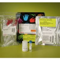 Thermo Scientific53027Pierce FITC Antibody Labeling Kit/Pierce FITC抗体标记试剂盒