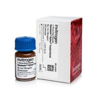 赛默飞Invitrogen65011Dynabeads MyOne Carboxylic Acid/Dynabeads MyOne 羧酸