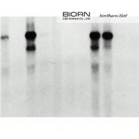 RNA pull-down 实验服务