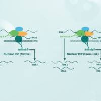 RIP 实验服务(RNA免疫沉淀)