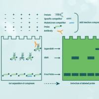 EMSA实验服务(凝胶阻滞实验或电泳迁移率实验)